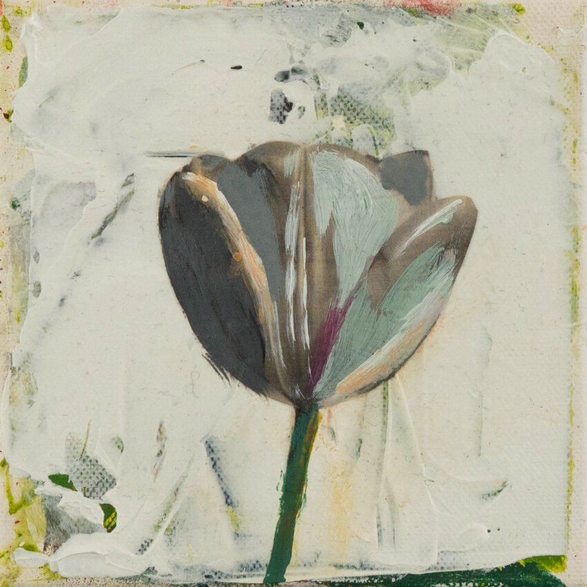 TULIPANEK